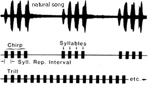 cricket song structure