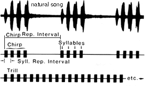cricket song structure