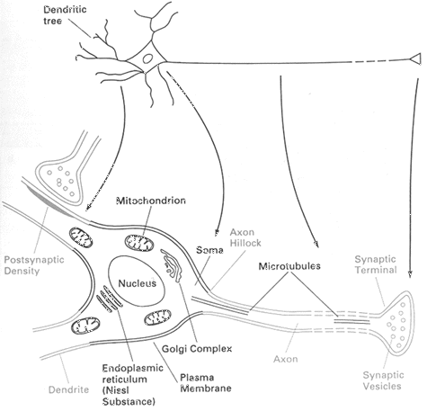 Figure 1 - A Neuron