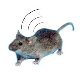 Mouse RFID Image